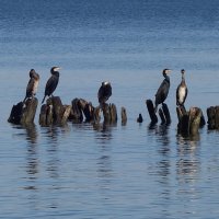 Бакланы на море :: Рита Симонова