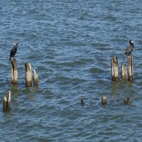 Бакланы на море :: Рита Симонова