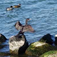 Бакланы на море :: Рита Симонова