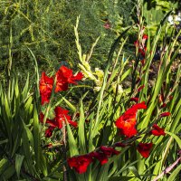 Гладиолус, примета уходящего лета. :: Петр Беляков