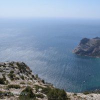 Природа Крыма :: Amazing Cosmea