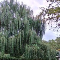 Небольшие сюжеты из прогулки за город ....Ресторан и высокая ива :: tatyana 