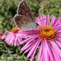 Голубянка и сентябринки :: Игорь Сарапулов Голубянка и сентябринки :: Игорь Сарапулов