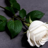 Белая роза :: Aleksey Afonin