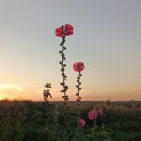 Ловя вечерний свет. :: Леонид Иванчук