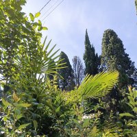 Кусочек Абхазии :: Татьяна Пальчикова Кусочек Абхазии :: Татьяна Пальчикова