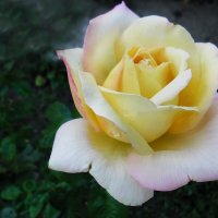 Осенняя красавица :: Надежда Куркина 