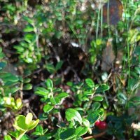 В лесу :: BoxerMak Mak