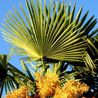 Плоды пальмы :: Валерий 