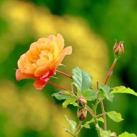 краски осени :: Andrey Bragin 