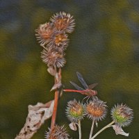 Вкусный репейник! :: Валентина Нефёдова Вкусный репейник! :: Валентина Нефёдова