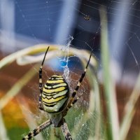 Агриопа или паук оса :: Сергей 