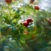 шиповник собачий :: Александр Леонов шиповник собачий :: Александр Леонов