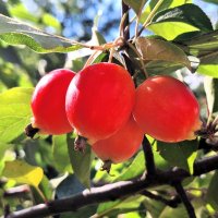 *** :: Наталья 