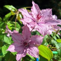 Клематис :: Наталья 