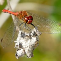 Природа конца лета 14 :: Александр Прокудин