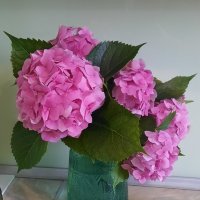 Цветы :: Мария Гуськова