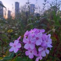 Флокс :: Сапсан 