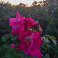 Шиповник :: Сапсан 