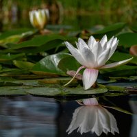 Нимфея :: Александр Орлов Нимфея :: Александр Орлов