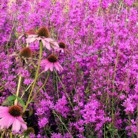 Цветочный  рай. на Манежной площади. :: Татьяна Помогалова