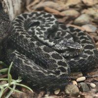 Обыкновенная гадюка :: <<< Наташа >>>