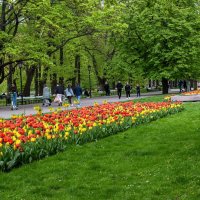 Саксонский сад — городской парк :: Светлана Ищенко