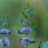 *** :: Виктор Иванович Чернюк