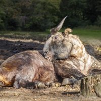 Такин :: SanSan 