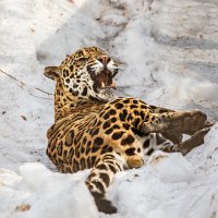 Ягуар :: SanSan 