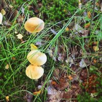 Сентябрь...Загадочные грибки! :: Владимир 