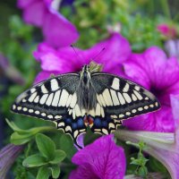 Бабочка присела отдохнуть :: Сергей Швечков