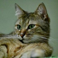 Моя любимица " Лекси..." :: Николай Саржанов