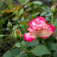 Лето :: Петр 