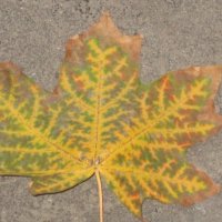 Кленовый листочек :: Дмитрий Никитин