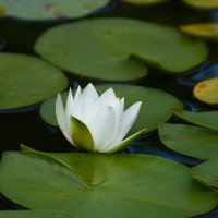 Лето в Ботаническом... Август. :: Наташа *****