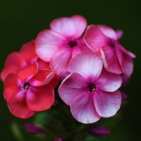 Лето в Ботаническом... Август. :: Наташа ***** Лето в Ботаническом... Август. :: Наташа *****