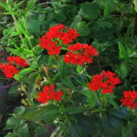 Лихнис цветёт :: Людмила Смородинская