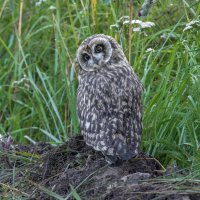 птенец болотной совы :: юрий макаров птенец болотной совы :: юрий макаров