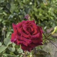 Бархатная  роза :: Валентин Семчишин