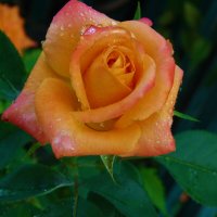 Оранжевая роза ,Флорибунда :: Валентин Семчишин Оранжевая роза ,Флорибунда :: Валентин Семчишин