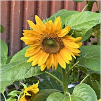 Цветы у дома. :: Валерия Комова Цветы у дома. :: Валерия Комова