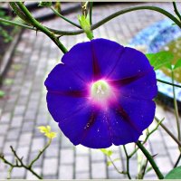 Ипомея. :: Валерия Комова