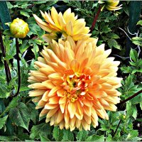 Георгины. :: Валерия Комова