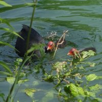 Лысуха в поиске пищи, птенцы в ожидание :: Рита Симонова