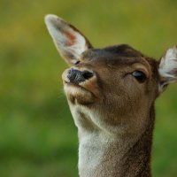 Модель1 :: Роман Д