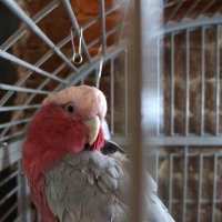 Кеша :: zavitok *