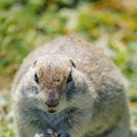 Эльбрусский суслик :: Сергей Сабешкин