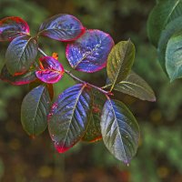 Веточка :: Сергей Фомичев