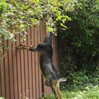 По чужим заборам... :: Freddy 97